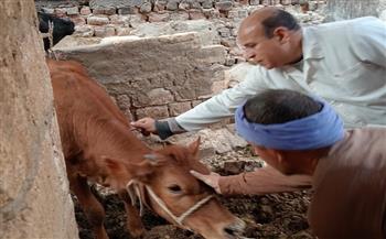 محافظ أسيوط: تحصين أكثر من 113 ألف رأس ماشية خلال 3 أسابيع وجهود لتعزيز الأمن الغذائي