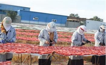 «تجفيف الخضار».. صناعة تجذب «الدولار»