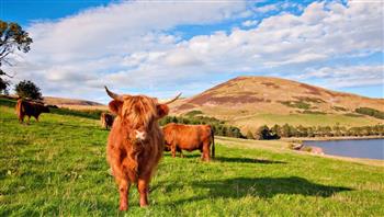 لحمايتها من التوتر.. قرار عاجل بنقل أبقار أزعجها الزوار