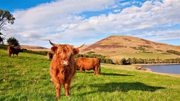 لحمايتها من التوتر.. قرار عاجل بنقل أبقار أزعجها الزوار 