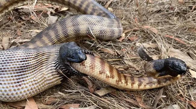 دراسة تكشف السر.. لماذا تأكل الثعابين صغارها وشركاء تزاوجها؟