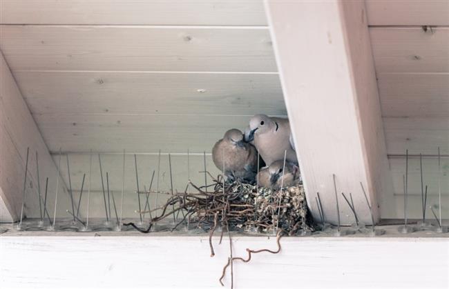  لسبب لا يُصدق.. الطيور تحمل أعقاب السجائر إلى أعشاشها