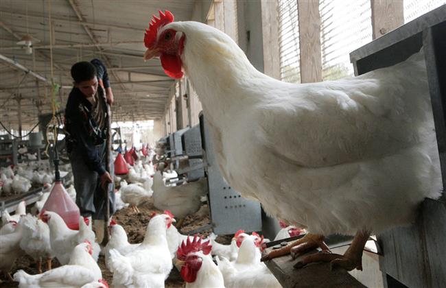 رئيس شعبة الدواجن: انخفاض الأسعار بشكل كبير يهدد منظومة الإنتاج واستقرار السوق