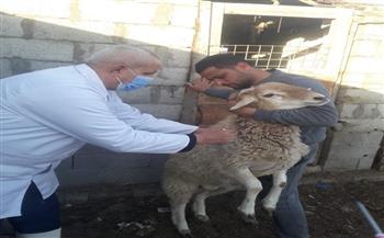 "الزراعة": تحصين أكثر من 3 ملايين رأس ماشية ضد الجلد العقدي وجدري الأغنام