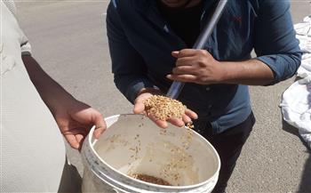 محافظ أسيوط: توريد 3560 طن قمح محلي للصوامع والشون حتى الآن مع استمرار موسم التوريد حتى 15 أغسطس القادم 