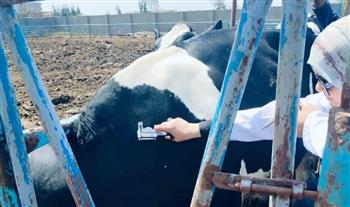 بيطري الشرقية يُجري المسح التناسلي الشامل لـ (٥١٤٦) رأس ماشية والتلقيح الإصطناعي لـ (٢١٢٩) رأس ماشية