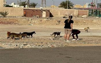 البحر الأحمر: ضبط وتعقيم 15 من الكلاب الضالة بالغردقة 