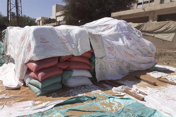 محافظ أسيوط: توريد 3560 طن قمح محلي للصوامع والشون حتى الآن 