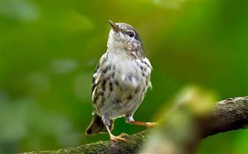 صدمة للعلماء.. طائر صغير يعبر نصف الكرة الأرضية في رحلة واحدة