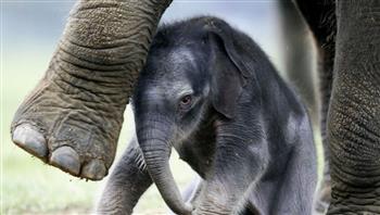 أنثى فيل صغيرة تثير التعاطف.. تخلّت عنها أمّها وتبنّتها فيلة لم تنجب من قبل