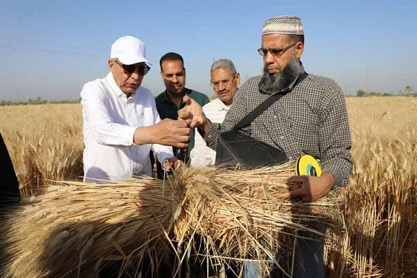 محافظ المنيا: توريد أكثر من 19 ألف طن قمح إلى الشون والصوامع 