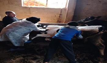 محافظ الغربية: تحصين  186 ألف رأس ماشية ضد الجلد العقدي بالأبقار وجدري الأغنام