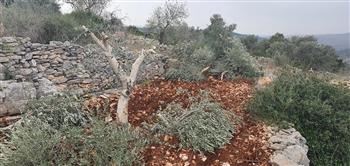 مستوطنون إسرائيليون يهاجمون قريتي "بيت امرين" و"اللبن" في نابلس وتجمع "وادي أبو الحيات" شمال أريحا