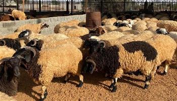 قبل عيد الأضحى.. سعر كيلو الخرفان قائم اليوم الأربعاء 22 أبريل 2026