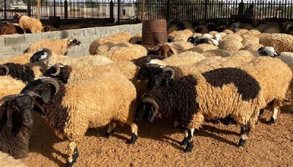قبل عيد الأضحى.. سعر كيلو الخرفان قائم اليوم الأربعاء 22 أبريل 2026 