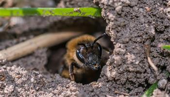 اكتشاف أكبر مستعمرة للنحل تحت مقبرة في نيويورك