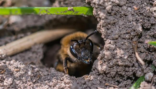 اكتشاف أكبر مستعمرة للنحل تحت مقبرة في نيويورك