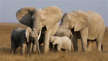 مفاجأة.. تزايد معدلات زواج الأقارب بين الفيلة في أفريقيا