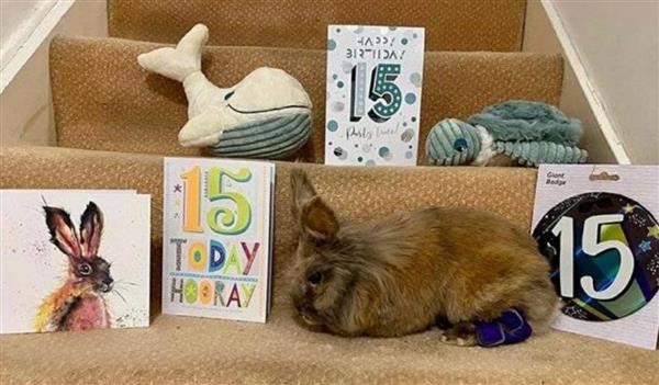 أكبر أرنب في العالم يدخل موسوعة جينيس بعمر 15 عامًا 