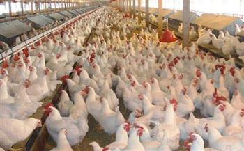 أول شحنة 300 طن .. مصر تبدأ تصدير الدواجن لقطر