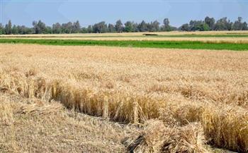محافظ الغربية يطلق موسم حصاد القمح من مركز زفتى 