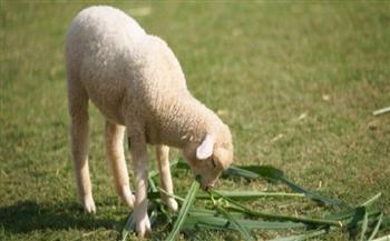 أسعار الأضحية 2026.. بالكيلو وأنواع الماشية وطرق التوزيع الصحيحة وفضلها