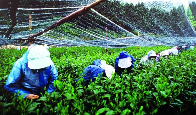 رقم قياسي.. 7400 دولار لكيلو الشاي الياباني