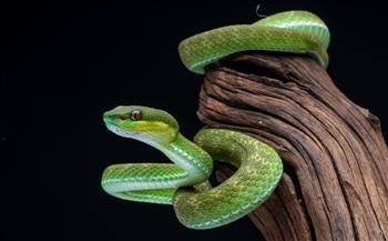 ميانمار.. اكتشاف نوع جديد من الثعابين لا يلتزم بقواعد الطبيعة 