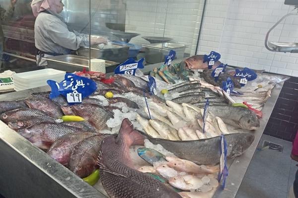 من حلايب إلى قناة السويس.. كيف تصل أسماك كاري أون يوميًا للمستهلك؟ 