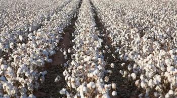 زراعة القطن 2026.. تقاوي معتمدة ودعم فني للمزارعين