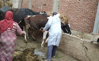 محافظ الغربية: تحصين 188 ألف رأس ماشية ضد مرض الجلد العقدي في الأبقار وجدري الأغنام