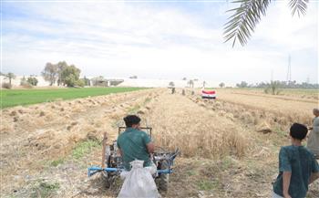 توريد 20 ألفا و295 طنا من محصول القمح للصوامع والشون بقنا