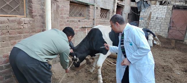 تحصين أكثر من 175000 رأس ماشية ضد مرض الجلد العقدي بسوهاج