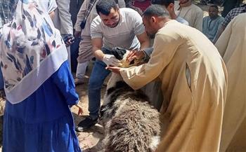 بيطري سوهاج: تسليم 850 رأس أغنام للمستفيدين بقرى أخميم والمراغة وطهطا وساقلتة