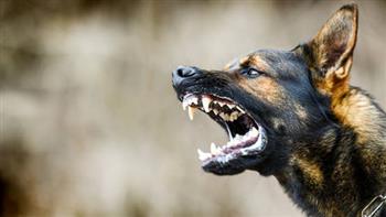 عقر 12 شخصًا.. كلب مسعور يثير الذعر في شوارع سوهاج 