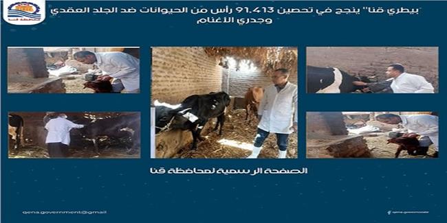 "بيطري قنا" ينجح في تحصين 91,413 رأس ماشية ضد الجلد العقدي وجدري الأغنام