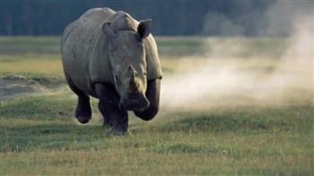 وحيد القرن يقتل أشهر ناشط طالب بحمايته من الانقراض