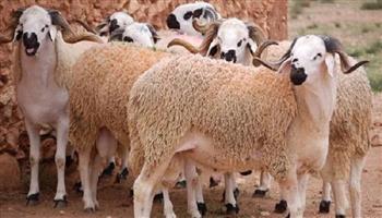 قبل عيد الأضحى.. تعرف على أسعار الخرفان والبقري والجاموسي في الأسواق