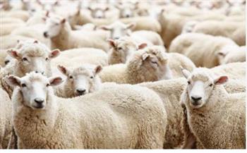 هل يجوز إخراج الأضحية من زكاة المال؟.. أمين الفتوى يجيب