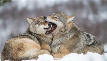 مفاجأة عن ذئاب تشيرنوبيل في المنطقة التي هجرها البشر 