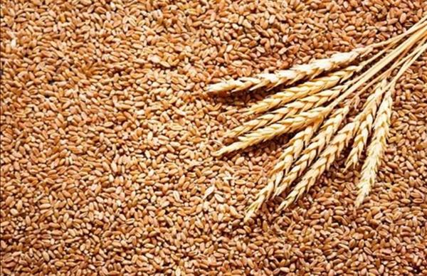 تفاصيل نجاح زراعة القمح بمياه عالية الملوحة وتفاصيل التجربة في الريف المصري 