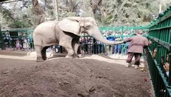 بعد تغيير اسمها إلى «جنينة الحيوانات».. تفاصيل مشروع تطوير حديقتي الحيوان والأورمان 