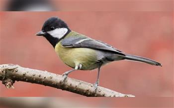 التلوث الضوضائي سر تغيّر أغاني الطيور في باريس