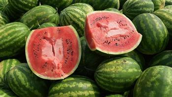 باحثة توضح العلامات الأساسية لاختيار بطيخ سليم 