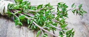 انتبه..الزعتر لخسارة الوزن