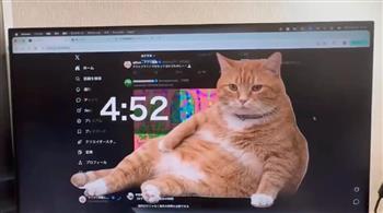 قط يحجب شاشة "جوجل كروم" للحد من إدمان مواقع التواصل