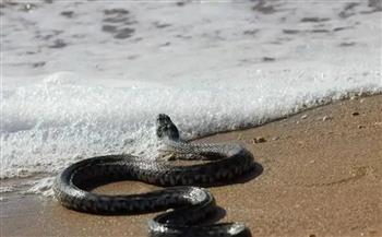 دراسة صادمة: الثعابين يمكنها الهجوم تحت الماء