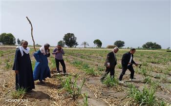 زراعة قنا تكثف جولاتها الميدانية لمتابعة توريد القصب وفحص المحاصيل الاستراتيجية