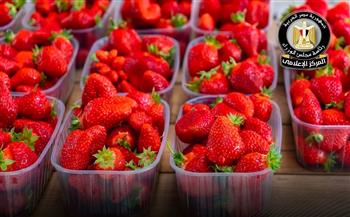 "إعلام مجلس الوزراء" ينفي مزاعم رفض شحنات فراولة مصدرة للخارج ويؤكد جودة المنتجات الزراعية المصرية