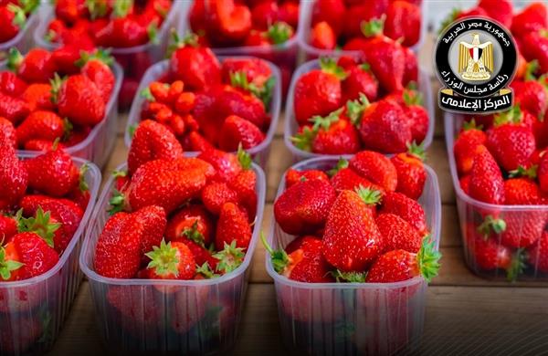 "إعلام مجلس الوزراء" ينفي مزاعم رفض شحنات فراولة مصدرة للخارج ويؤكد جودة المنتجات الزراعية المصرية 